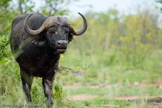 Afrikanischer Büffel (92 von 102).jpg